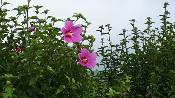 9944B74E5DBCD7742D625E