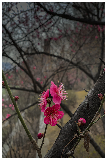 [iPhoneXs]홍매를 만나다....