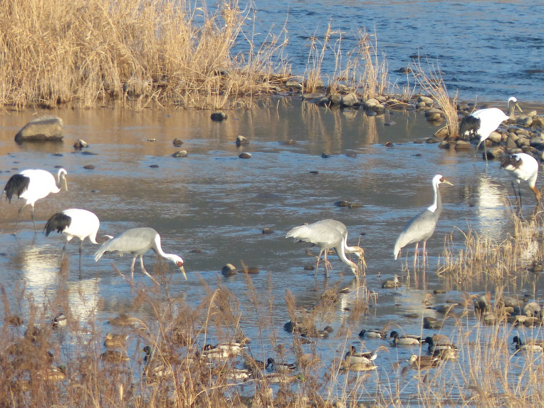 994CFE485DF700B4349523