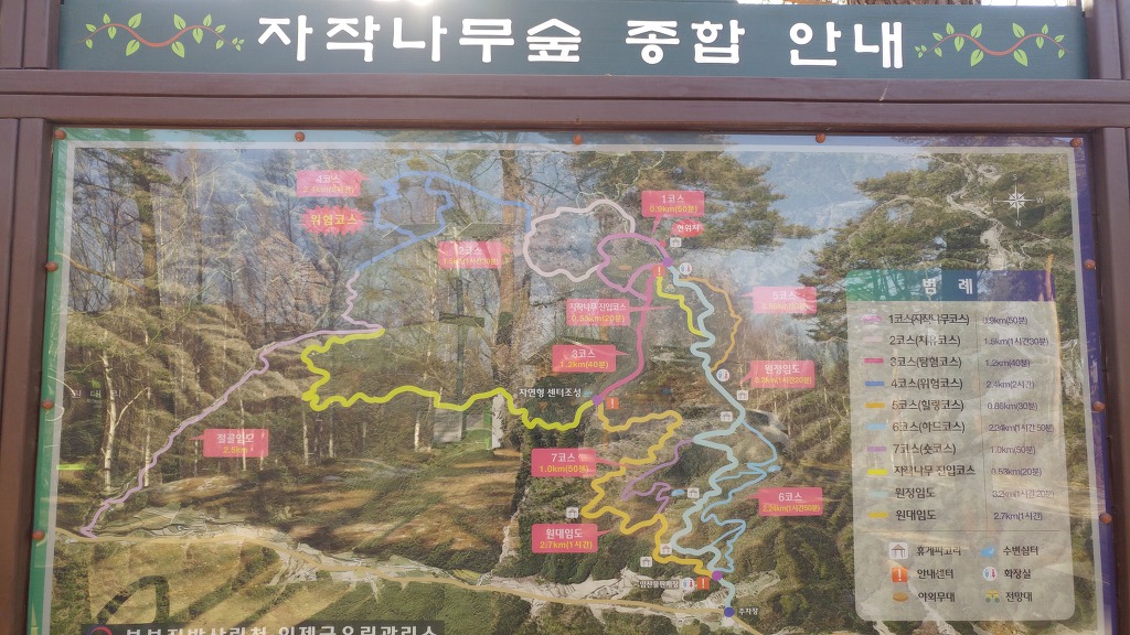 인제 자작나무숲(원대리)