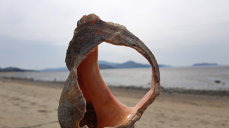 소라와 바다