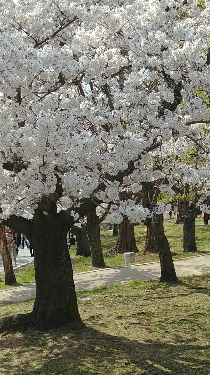 주현미/그대를불러봅니다