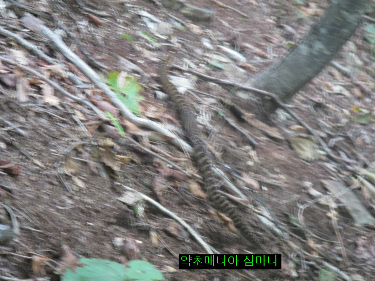 칠점사 만나면 심산행시?대박인데..9월11일