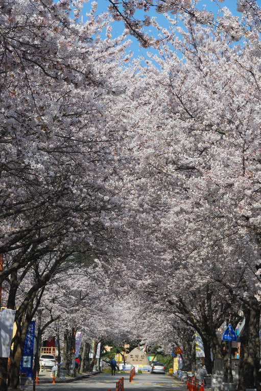 벚꽃 (모악산)