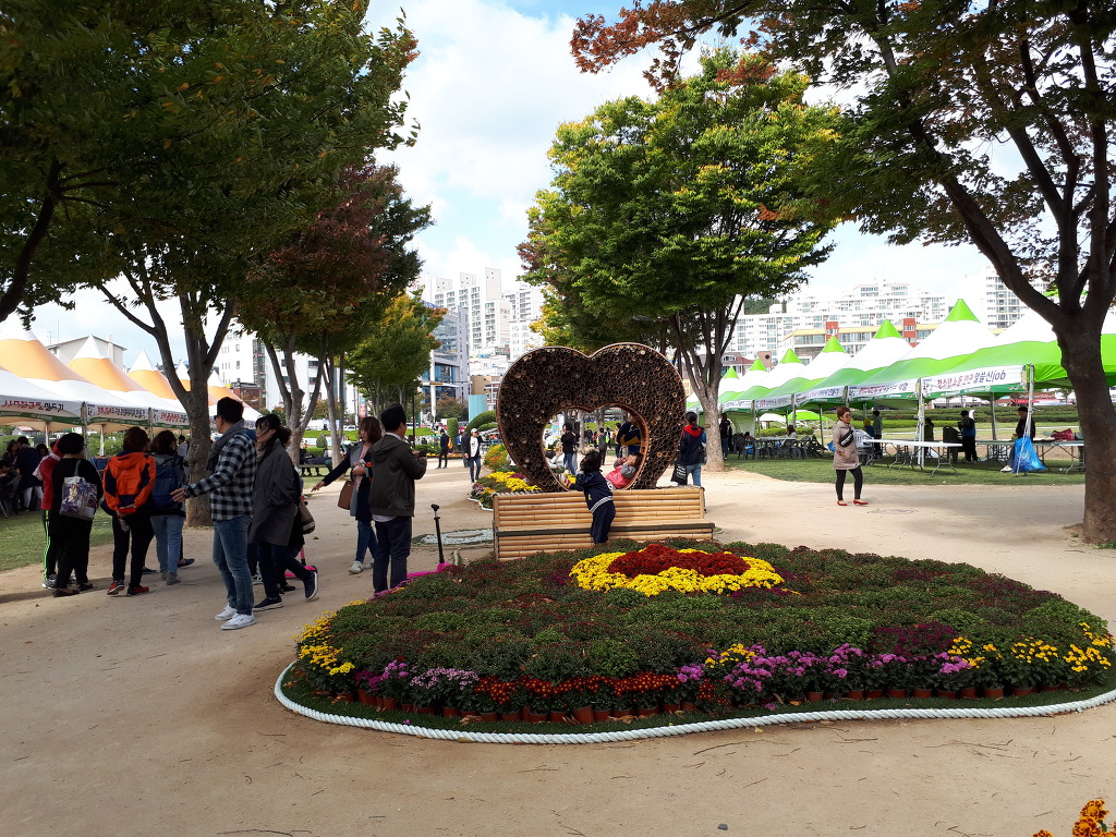 2017.10.22.태화강변 국화꽃