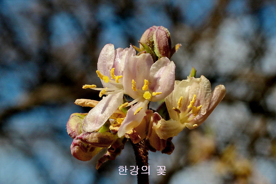 길마가지나무