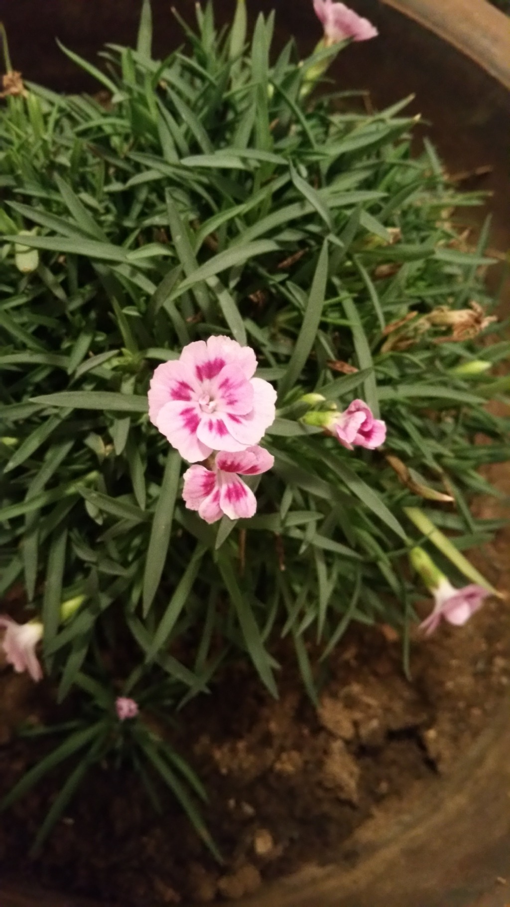 사랑초.카네이션