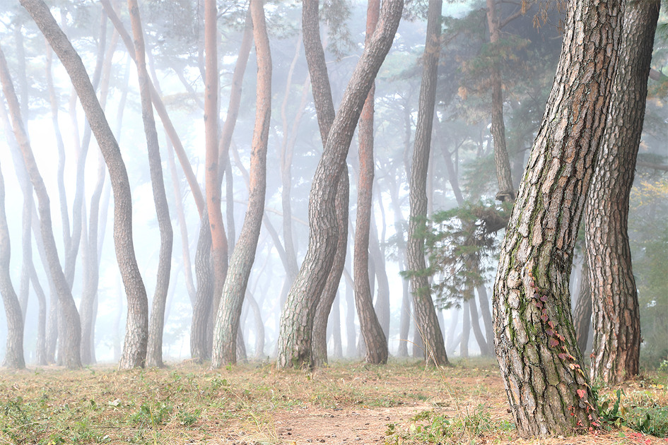 [세계적인 명품 솔밭, 삼릉소나무숲] 경주가 자랑하는 명소, 세계인의 눈길을 사로잡는 삼릉소나무숲으로 가다 / 토함