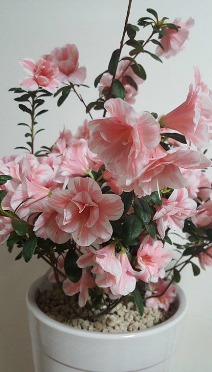 기업인의 경영이야기...협력할 줄 아는 사람이 살아남는다