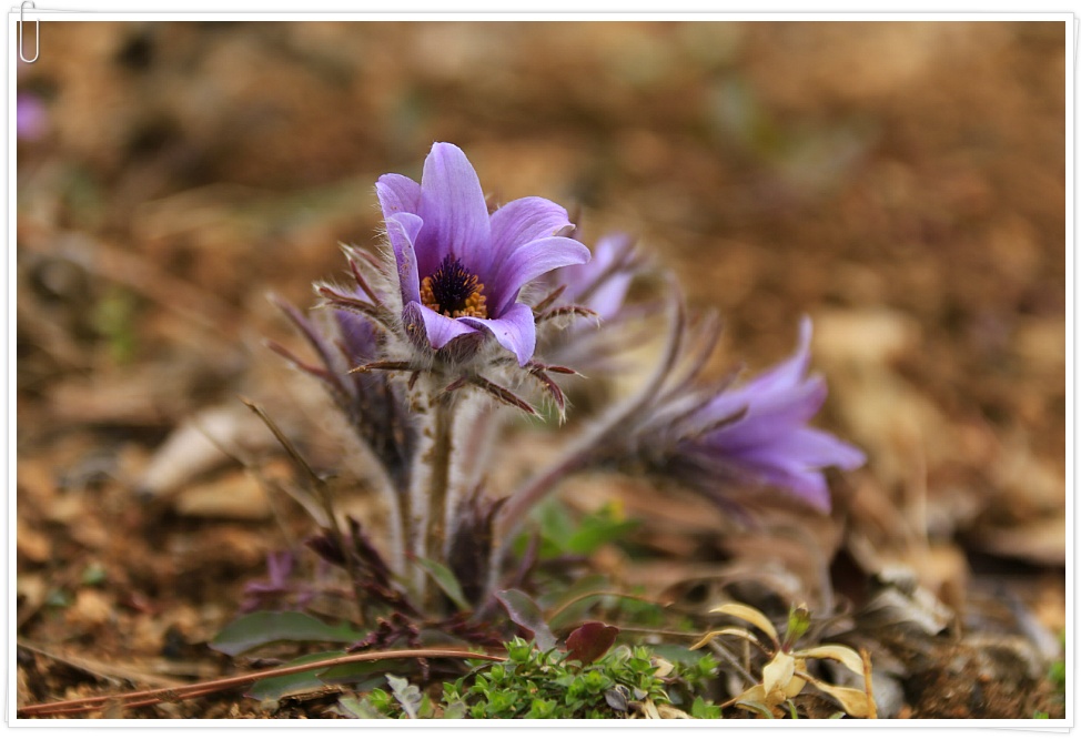 동강 할미꽃 ....  2019 . 3.23
