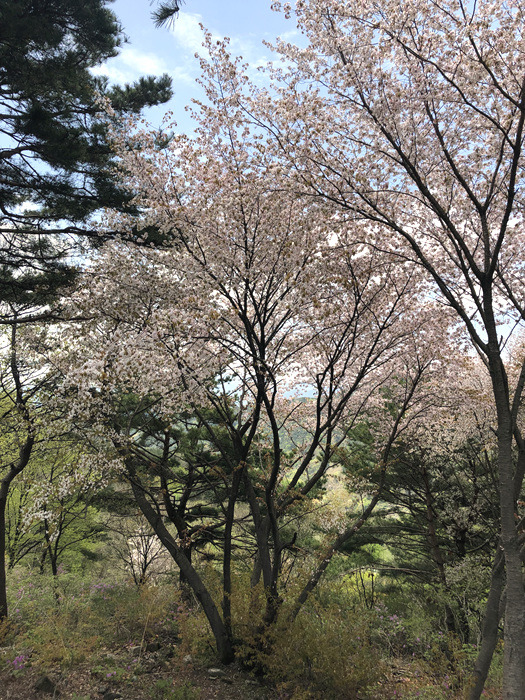 원본이미지(클릭)