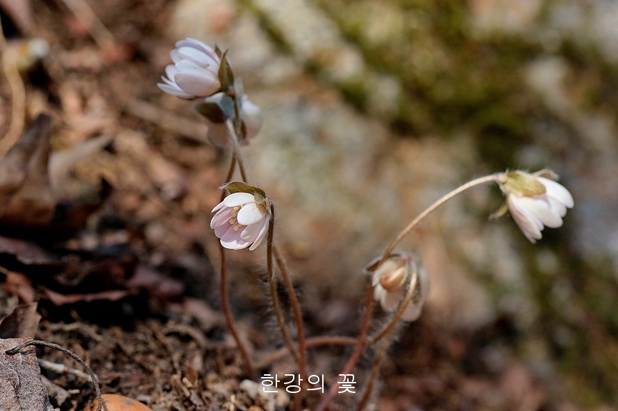 흰노루귀