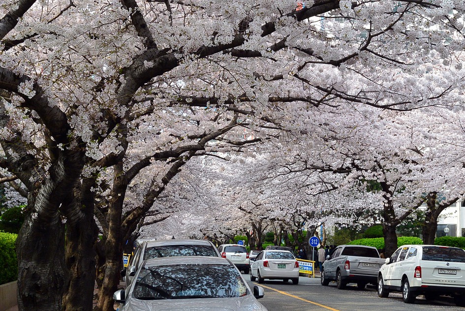 남천동 광안리 벗꽃터널