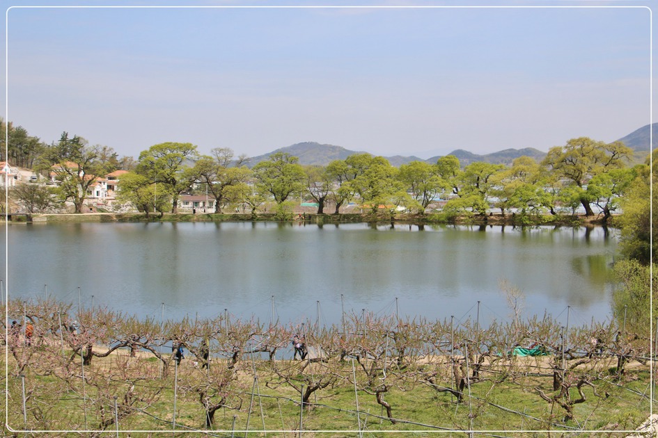 경산반곡지 복사꽃