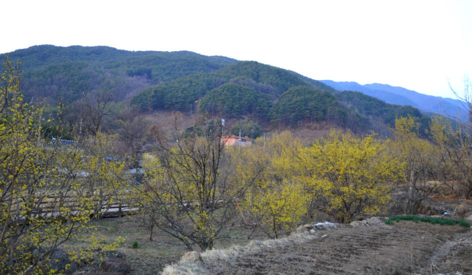 노란 산수유꽃  