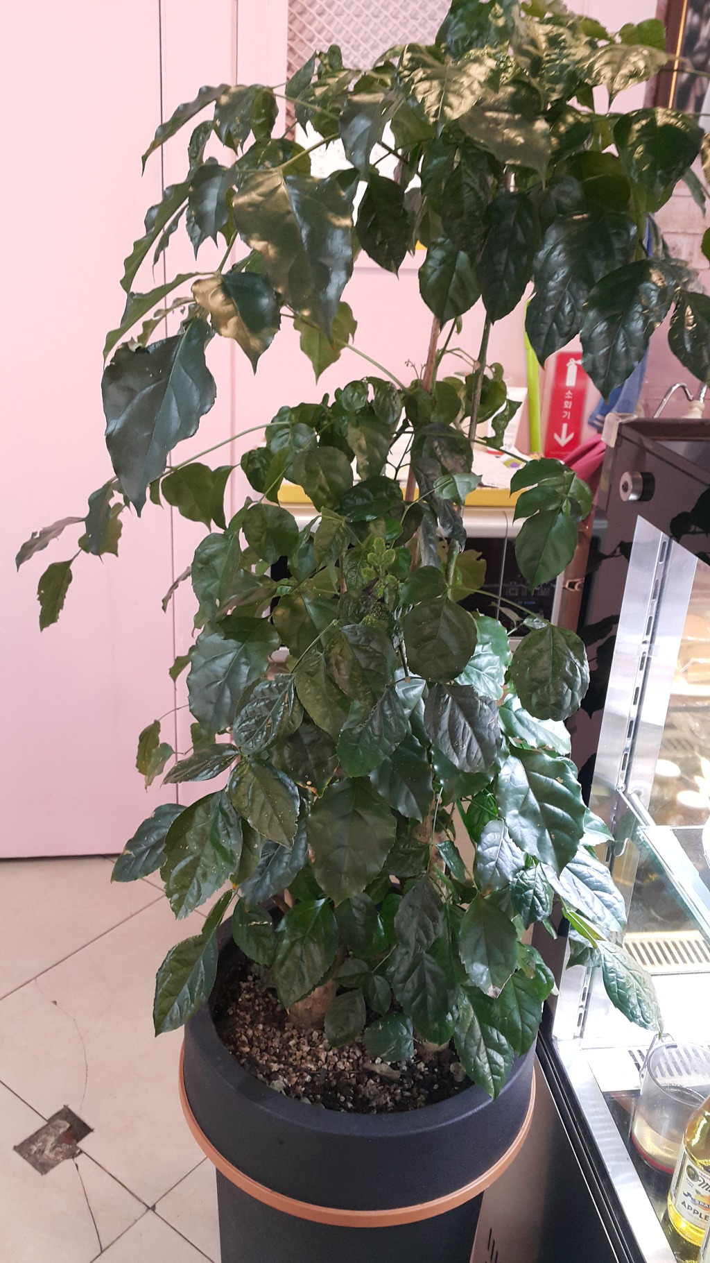 아차산역  카페에서
