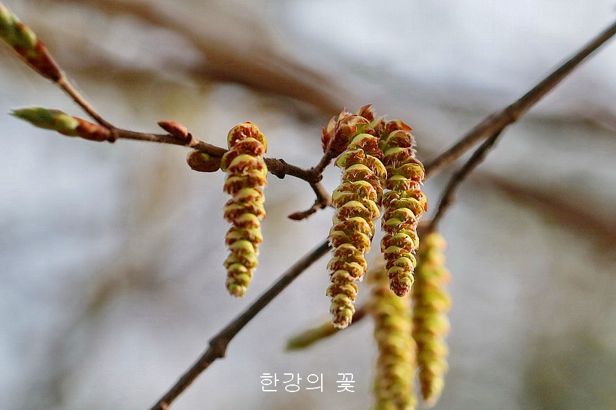 개서어나무