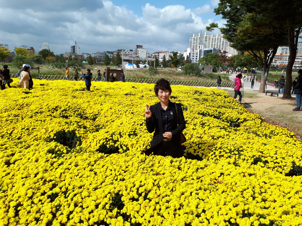 2017.10.22.태화강변 국화꽃